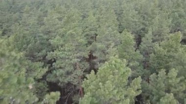 Gün boyunca çam ormanındaki ağaçlar, hava manzarası...