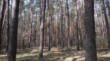 Gün boyunca çam ormanındaki ağaçlar, hava manzarası...