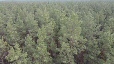 Gün boyunca çam ormanındaki ağaçlar, hava manzarası...