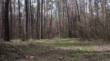 Gün boyunca çam ormanındaki ağaçlar, hava manzarası...