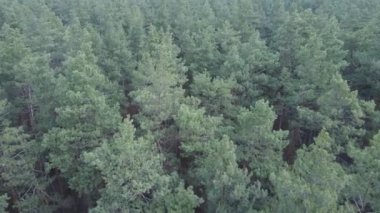 Gün boyunca çam ormanındaki ağaçlar, hava manzarası...