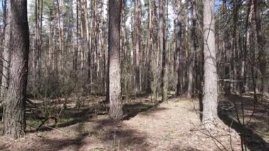 Gün boyunca çam ormanındaki ağaçlar, hava manzarası...