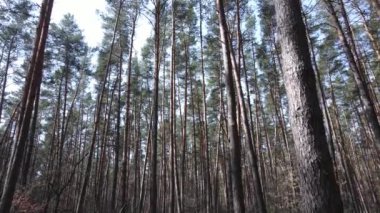 Gün boyunca çam ormanındaki ağaçlar, hava manzarası...