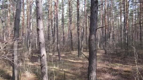 Vista aérea del paisaje forestal, cámara lenta — Vídeo de stock