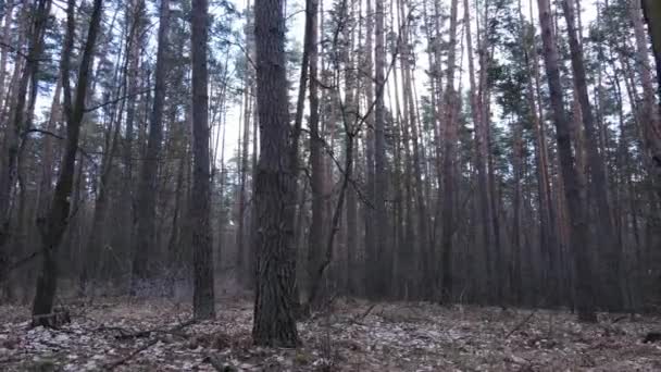 Stromy v borovém lese během dne, letecký pohled — Stock video
