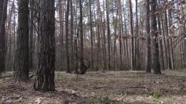 Деревья в сосновом лесу днем, вид с воздуха — стоковое видео