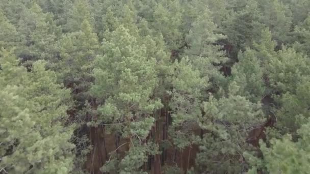 Arbres dans une pinède pendant la journée, vue aérienne