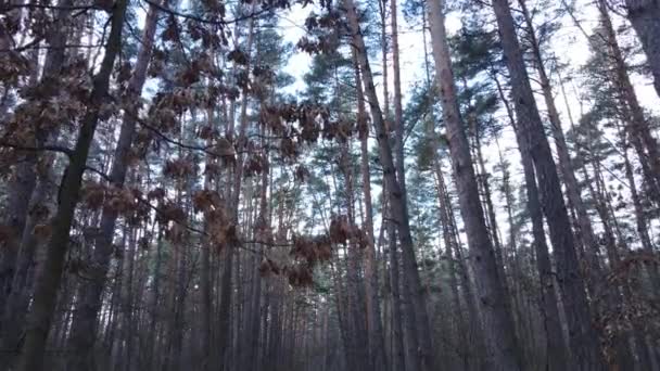 Alberi in una pineta durante il giorno, vista aerea — Video Stock