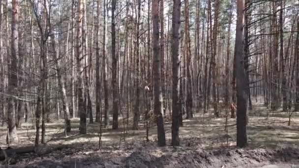 Stromy v borovém lese během dne, letecký pohled — Stock video