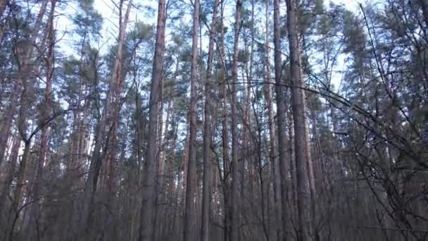 Drzewa w lesie sosnowym w ciągu dnia, widok z powietrza — Wideo stockowe