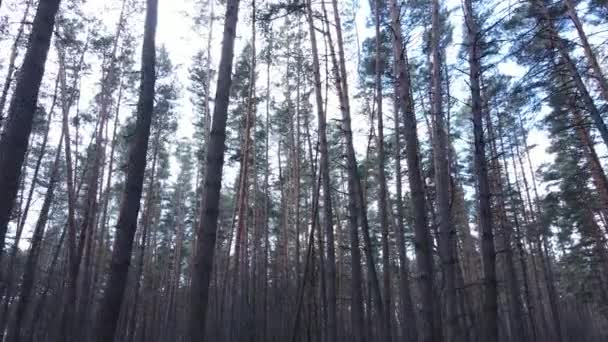 Träd i tallskog under dagen, flygutsikt — Stockvideo