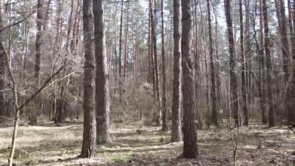 Деревья в сосновом лесу днем, вид с воздуха — стоковое видео