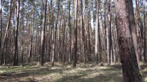 Træer i en fyrreskov i løbet af dagen, luftudsigt – Stock-video