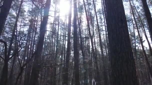 Träd i tallskog under dagen, flygutsikt — Stockvideo