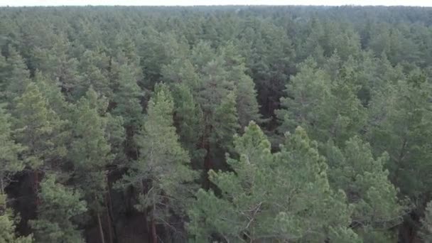Árvores em uma floresta de pinheiros durante o dia, vista aérea — Vídeo de Stock