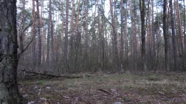 Bäume im Kiefernwald tagsüber, Luftaufnahme — Stockvideo