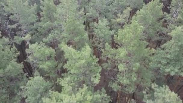 Arbres dans une pinède pendant la journée, vue aérienne