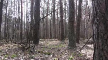 Gün boyunca çam ormanındaki ağaçlar, hava manzarası...