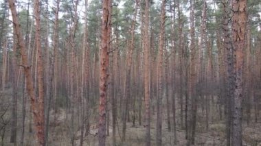 Gün boyunca çam ormanındaki ağaçlar, hava manzarası...