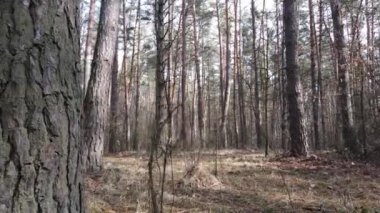 Gün boyunca çam ormanındaki ağaçlar, hava manzarası...