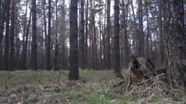 Gün boyunca çam ormanındaki ağaçlar, hava manzarası...