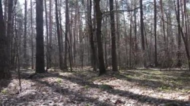 Gün boyunca çam ormanındaki ağaçlar, hava manzarası...