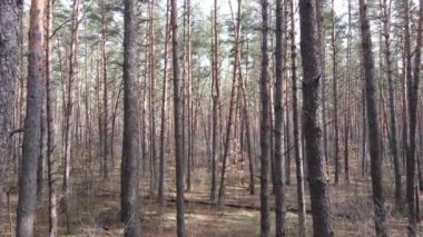 Gün boyunca çam ormanındaki ağaçlar, hava manzarası...