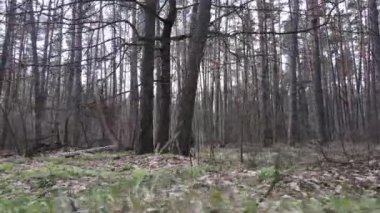 Gün boyunca çam ormanındaki ağaçlar, hava manzarası...