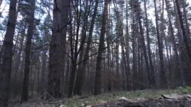 Gün boyunca çam ormanındaki ağaçlar, hava manzarası...