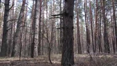 Gün boyunca çam ormanındaki ağaçlar, hava manzarası...