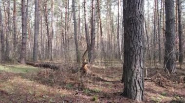Gün boyunca çam ormanındaki ağaçlar, hava manzarası...