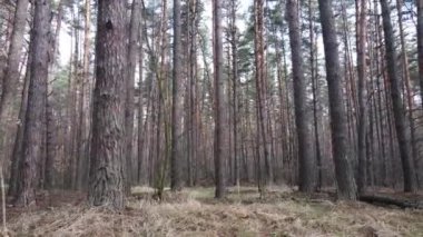 Gün boyunca çam ormanındaki ağaçlar, hava manzarası...