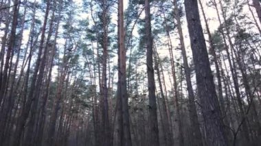 Gün boyunca çam ormanındaki ağaçlar, hava manzarası...