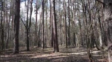 Gün boyunca çam ormanındaki ağaçlar, hava manzarası...