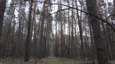 Gün boyunca çam ormanındaki ağaçlar, hava manzarası...