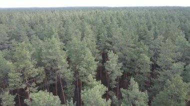 Gün boyunca çam ormanındaki ağaçlar, hava manzarası...