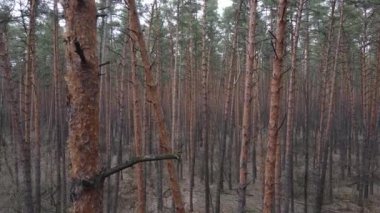 Gün boyunca çam ormanındaki ağaçlar, hava manzarası...