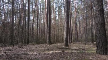 Gün boyunca çam ormanındaki ağaçlar, hava manzarası...