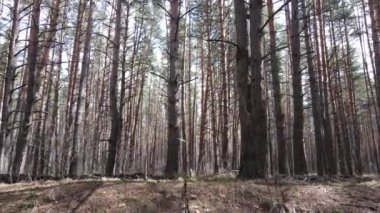 Gün boyunca çam ormanındaki ağaçlar, hava manzarası...