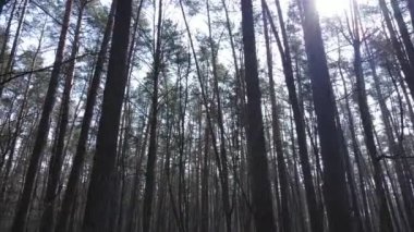 Gün boyunca çam ormanındaki ağaçlar, hava manzarası...