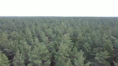 Gün boyunca çam ormanındaki ağaçlar, hava manzarası...