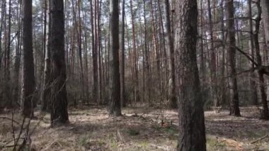 Gün boyunca çam ormanındaki ağaçlar, hava manzarası...