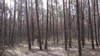 Gün boyunca çam ormanındaki ağaçlar, hava manzarası...