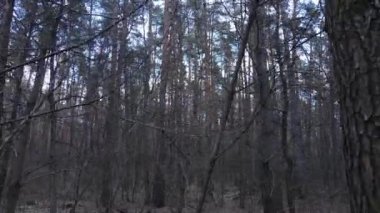 Gün boyunca çam ormanındaki ağaçlar, hava manzarası...