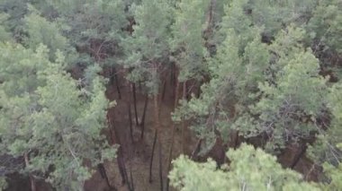 Gün boyunca çam ormanındaki ağaçlar, hava manzarası...