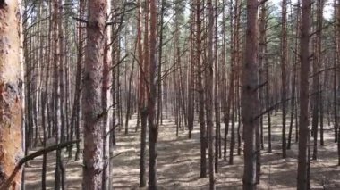 Gün boyunca çam ormanındaki ağaçlar, hava manzarası...