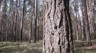 Gün boyunca çam ormanındaki ağaçlar, hava manzarası...
