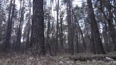 Gün boyunca çam ormanındaki ağaçlar, hava manzarası...