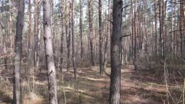 Gün boyunca çam ormanındaki ağaçlar, hava manzarası...