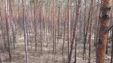 Gün boyunca çam ormanındaki ağaçlar, hava manzarası...
